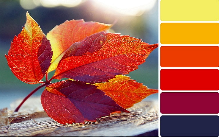 Popular Fall Colour Schemes